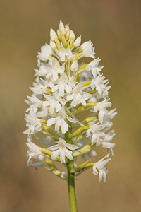 Anacamptis pyramidalis (Orchidaceae)  - Orchis pyramidal - Pyramidal Orchid Aveyron [France] 02/06/2014 - 380m