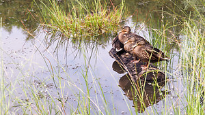 Anas platyrhynchos (Anatidae)  - Canard colvert - Mallard Nord [France] 26/06/2014 - 40m