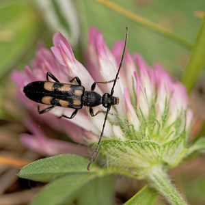 Anoplodera sexguttata (Cerambycidae)  - Lepture goutte de miel Aveyron [France] 04/06/2014 - 680mM?le : t?ches post?rieures confluentes.