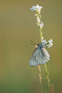 Aporia crataegi (Pieridae)  - Gazé Allier [France] 08/06/2014 - 200m