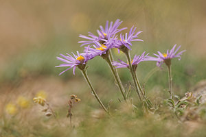 Aster alpinus Aster des Alpes