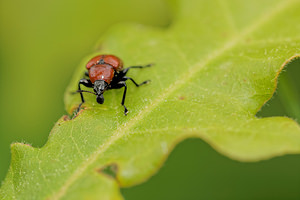 Attelabus nitens (Attelabidae)  - Cigarier toulousain, Cigarier du chêne, Attélable du Chêne - Oak Leaf-roller Aveyron [France] 04/06/2014 - 540men train de d?couper une feuille dans laquelle se d?veloppera sa prog?niture