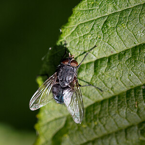 Calliphora vicina (Calliphoridae)  - Urban bluebottle blowfly, European blowfly Nord [France] 22/06/2014 - 40m