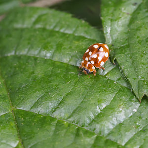 Calvia quatuordecimguttata (Coccinellidae)  Nord [France] 26/06/2014 - 40m