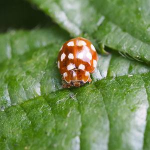 Calvia quatuordecimguttata (Coccinellidae)  Nord [France] 26/06/2014 - 40m