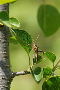 Camptopus lateralis (Alydidae)  - Alydide des genêts - Broad-headed bug Aveyron [France] 01/06/2014 - 640m