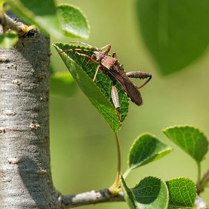 Camptopus lateralis (Alydidae)  - Alydide des genêts - Broad-headed bug Aveyron [France] 01/06/2014 - 640m