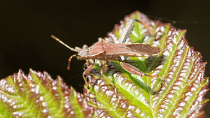Camptopus lateralis (Alydidae)  - Alydide des genêts - Broad-headed bug Aveyron [France] 01/06/2014 - 640m