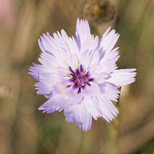 Catananche caerulea (Asteraceae)  - Catananche bleue, Cupidone, Cigaline - Blue Cupidone Aveyron [France] 02/06/2014 - 390m