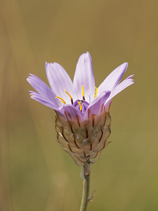 Catananche caerulea (Asteraceae)  - Catananche bleue, Cupidone, Cigaline - Blue Cupidone Aveyron [France] 02/06/2014 - 390m