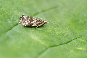 Celypha lacunana (Tortricidae)  Nord [France] 26/06/2014 - 40m