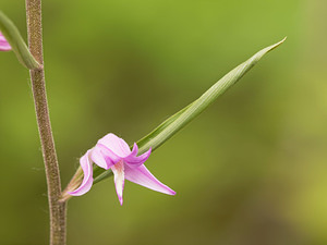 Cephalanthera rubra (Orchidaceae)  - Céphalanthère rouge, Elléborine rouge - Red Helleborine Aveyron [France] 04/06/2014 - 690m