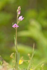 Cephalanthera rubra (Orchidaceae)  - Céphalanthère rouge, Elléborine rouge - Red Helleborine Aveyron [France] 04/06/2014 - 690m