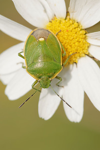 Chlorochroa juniperina (Pentatomidae)  Aveyron [France] 01/06/2014 - 710m