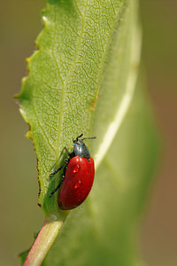 Chrysomela populi (Chrysomelidae)  - Chrysomèle populaire, Chrysomèle du peuplier - Red Poplar Leaf Beetle Allier [France] 08/06/2014 - 200m