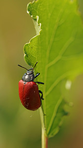 Chrysomela populi (Chrysomelidae)  - Chrysomèle populaire, Chrysomèle du peuplier - Red Poplar Leaf Beetle Allier [France] 08/06/2014 - 200m