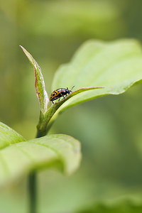 Chrysomela vigintipunctata (Chrysomelidae)  Nord [France] 26/06/2014 - 40m