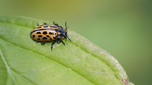 Chrysomela vigintipunctata (Chrysomelidae)  Nord [France] 26/06/2014 - 40mTr?s localis?e et rare en France