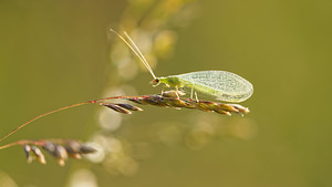 Chrysoperla carnea (Chrysopidae)  Aveyron [France] 03/06/2014 - 790m