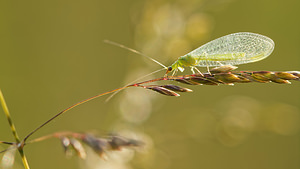 Chrysoperla carnea (Chrysopidae)  Aveyron [France] 03/06/2014 - 790m