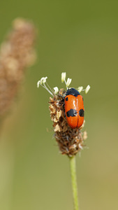 Clytra laeviuscula (Chrysomelidae)  - Clytre à grandes taches Allier [France] 08/06/2014 - 200m