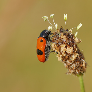 Clytra laeviuscula (Chrysomelidae)  - Clytre à grandes taches Allier [France] 08/06/2014 - 200m