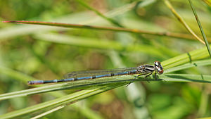 Coenagrion puella (Coenagrionidae)  - Agrion jouvencelle - Azure Damselfly Aveyron [France] 05/06/2014 - 810m