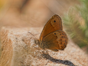 Coenonympha dorus (Nymphalidae)  - Fadet des garrigues, Palémon, Doré Aveyron [France] 05/06/2014 - 800m