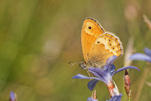 Coenonympha dorus (Nymphalidae)  - Fadet des garrigues, Palémon, Doré Aveyron [France] 05/06/2014 - 800m