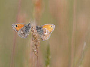 Coenonympha pamphilus (Nymphalidae)  - Fadet commun, Procris, Petit Papillon des foins, Pamphile - Small Heath Allier [France] 07/06/2014 - 200m