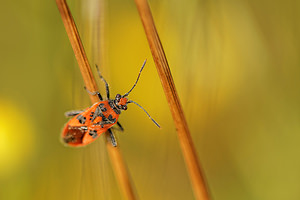 Corizus hyoscyami (Rhopalidae)  - Corise de la jusquiame - Scentless bug Aveyron [France] 05/06/2014 - 730m