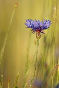 Cyanus segetum (Asteraceae)  - Bleuet des moissons, Bleuet, Barbeau - Cornflower Aveyron [France] 05/06/2014 - 770m