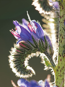 Echium vulgare (Boraginaceae)  - Vipérine commune, Vipérine vulgaire - Viper's Bugloss Aveyron [France] 05/06/2014 - 730m