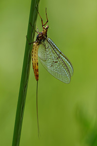 Ephemera danica (Ephemeridae)  - Mouche de mai - Green Drake Cantal [France] 07/06/2014 - 740m