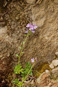 Erinus alpinus (Plantaginaceae)  - Érine des Alpes, Mandeline des Alpes - Fairy Foxglove Aveyron [France] 04/06/2014 - 540m