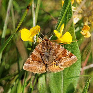 Euclidia glyphica (Erebidae)  - Doublure jaune - Burnet Companion Aveyron [France] 05/06/2014 - 780m