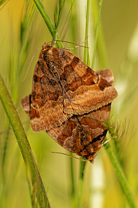 Euclidia glyphica (Erebidae)  - Doublure jaune - Burnet Companion Aveyron [France] 05/06/2014 - 730m