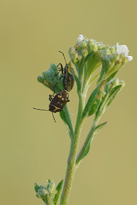 Eurydema oleracea (Pentatomidae)  - Punaise verte à raies & rouges ou blanches Allier [France] 08/06/2014 - 200m