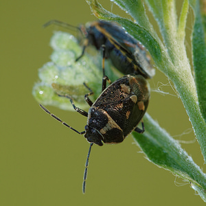 Eurydema oleracea (Pentatomidae)  - Punaise verte à raies & rouges ou blanches Allier [France] 08/06/2014 - 200m