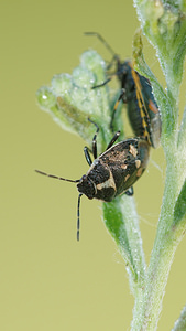 Eurydema oleracea (Pentatomidae)  - Punaise verte à raies & rouges ou blanches Allier [France] 08/06/2014 - 200m