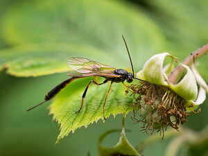 Gasteruption  (Gasteruptiidae)  Nord [France] 14/06/2014 - 40m