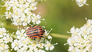 Graphosoma italicum (Pentatomidae)  - Punaise arlequin - Italian Striped-Bug, Minstrel Bug Aveyron [France] 05/06/2014 - 800m