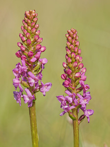 Gymnadenia conopsea (Orchidaceae)  - Gymnadénie moucheron, Orchis moucheron, Orchis moustique - Fragrant Orchid Aveyron [France] 01/06/2014 - 700m