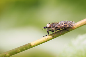 Haematopota pluvialis (Tabanidae)  - Taon Nord [France] 26/06/2014 - 40m