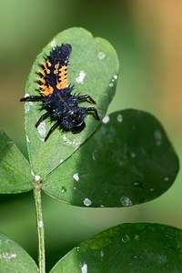 Harmonia axyridis (Coccinellidae)  - Coccinelle asiatique, Coccinelle arlequin - Harlequin ladybird, Asian ladybird, Asian ladybeetle Nord [France] 15/06/2014 - 40m