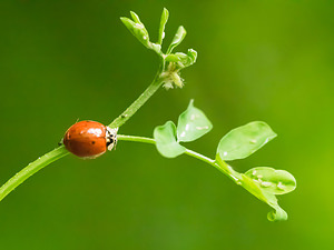 Harmonia axyridis (Coccinellidae)  - Coccinelle asiatique, Coccinelle arlequin - Harlequin ladybird, Asian ladybird, Asian ladybeetle Nord [France] 14/06/2014 - 40m