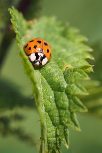 Harmonia axyridis (Coccinellidae)  - Coccinelle asiatique, Coccinelle arlequin - Harlequin ladybird, Asian ladybird, Asian ladybeetle Nord [France] 28/06/2014 - 20m