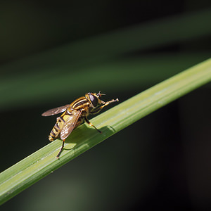 Helophilus pendulus (Syrphidae)  Nord [France] 22/06/2014 - 40m