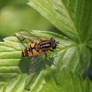 Helophilus pendulus (Syrphidae)  Nord [France] 22/06/2014 - 40m