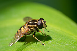 Helophilus pendulus (Syrphidae)  Nord [France] 24/06/2014 - 40m